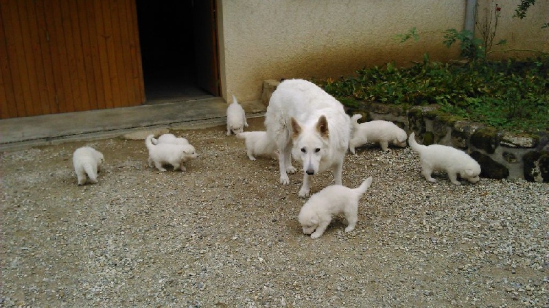 des Terres D'Epaone - Berger Blanc Suisse - Portée née le 14/09/2014